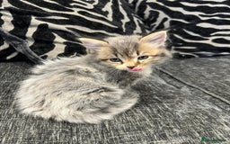 Mixed Breed cats for sale: 1x Boy and 1x Girl Kitten For Sale - Image 7