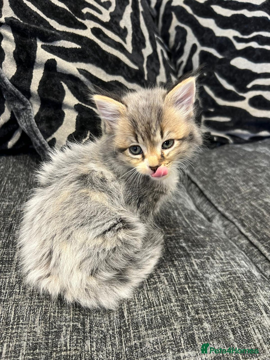 Mixed Breed cats for sale: 1x Boy and 1x Girl Kitten For Sale - Image 7