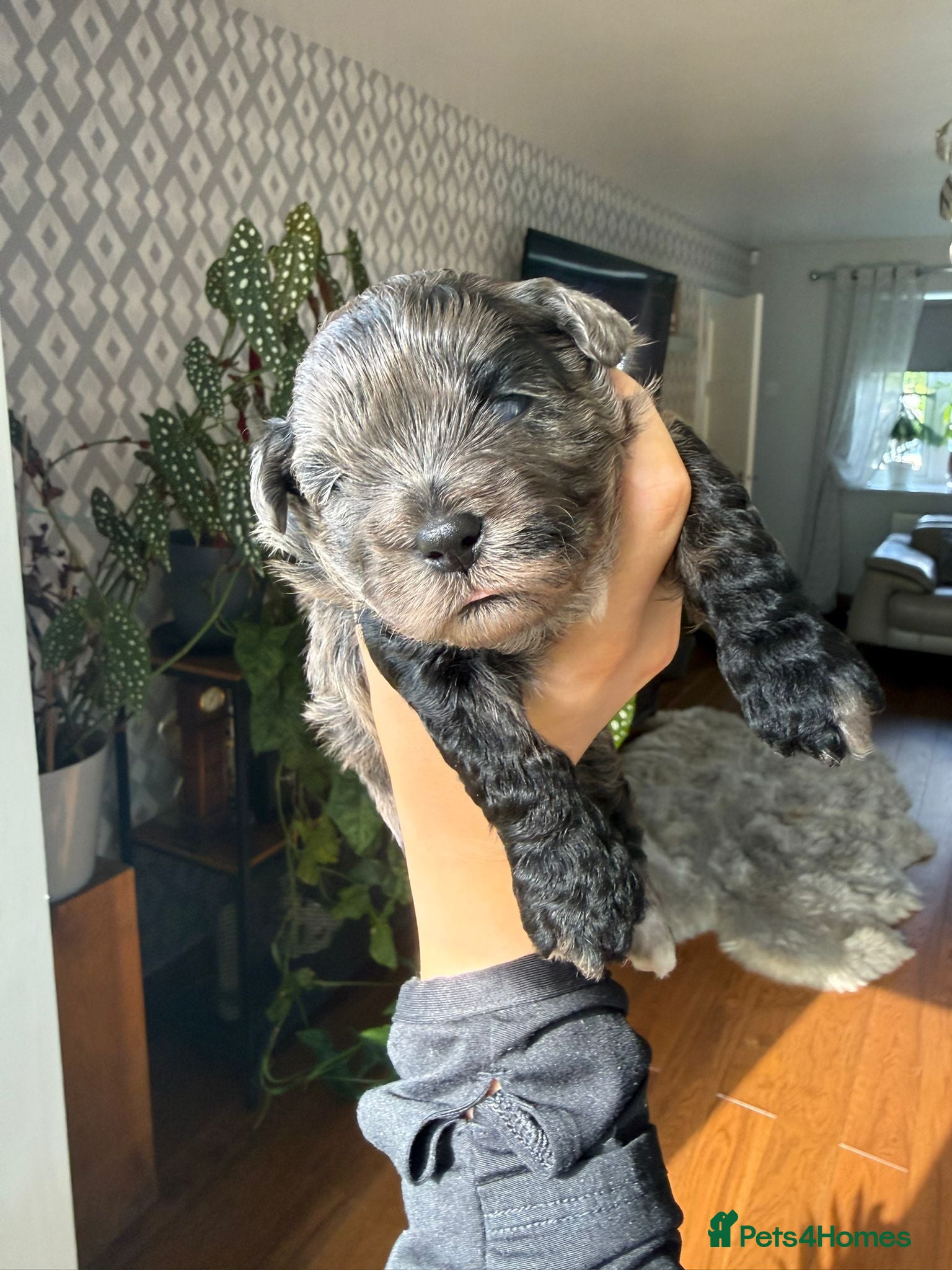 Lhasapoo dogs Stunning Lhasapoo Puppies Available.  - Advert 1