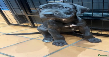 Great Dane dogs - Advert 5