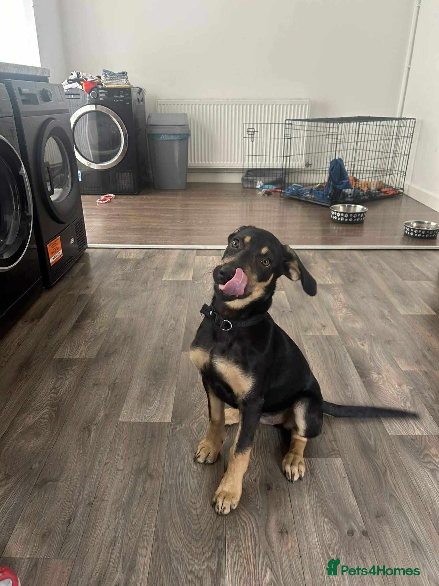 Mixed Breed dogs Labrador cross - Advert 1