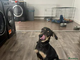 Mixed Breed dogs Labrador cross - Advert 4