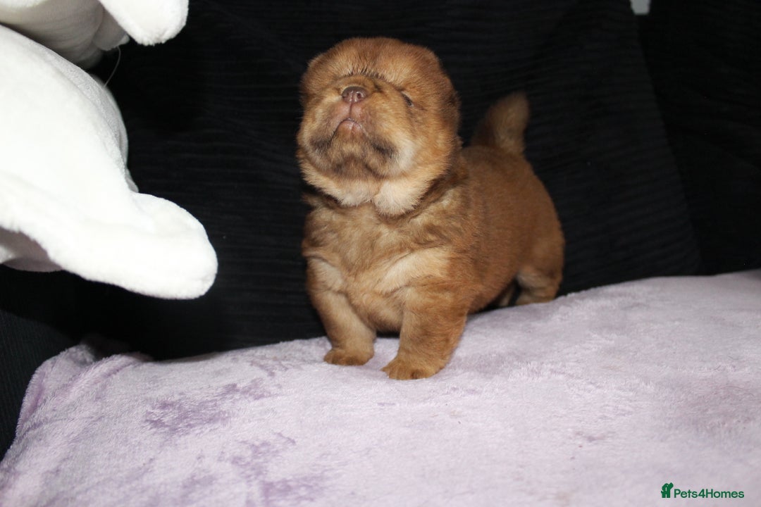 Chow Chow dogs for sale: CHOC🍫LILAC🌪️Champion KC reg🏆 pedigree chow chow - Image 8