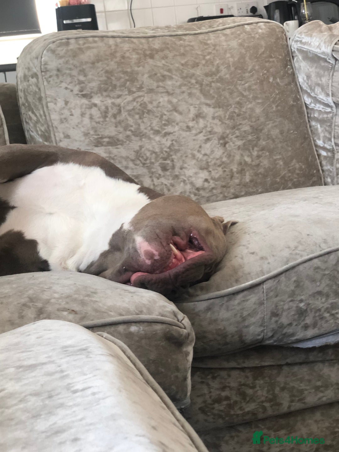 American Bully dogs for stud: Pocket bully for stud  - Image 10