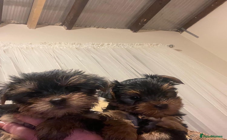 Yorkshire Terrier dogs - Advert 1