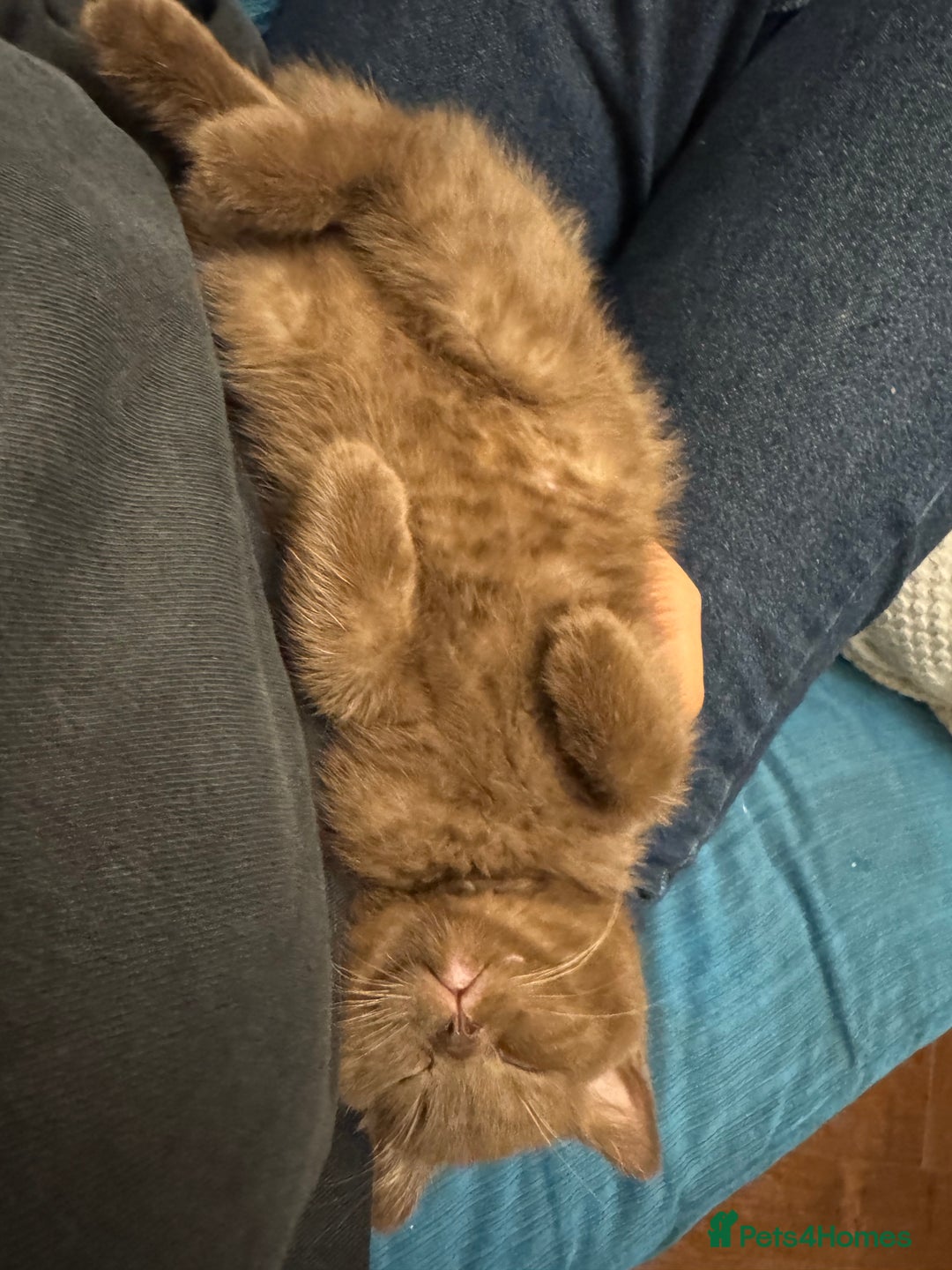 British Shorthair cats for sale: Beautiful chocolate British short hair  - Advert 5