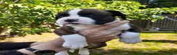 Boxer dogs for sale: Beautiful boxer pups for sale - Advert 1