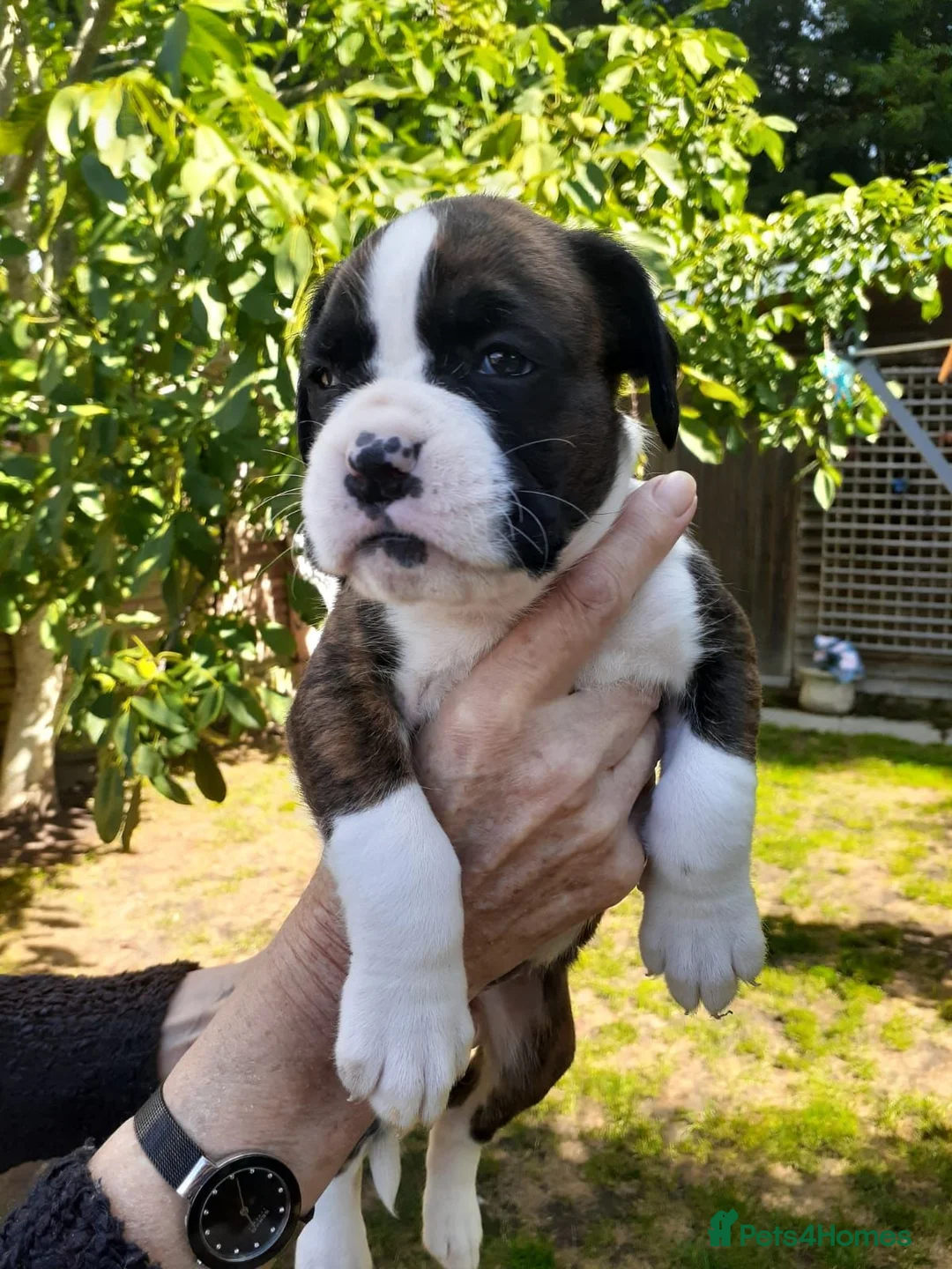 Boxer dogs for sale: Beautiful boxer pups for sale - Advert 1