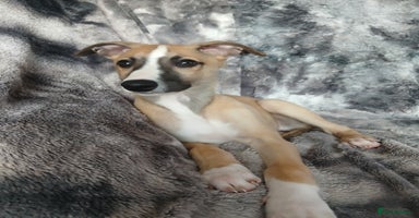 Whippet dogs - Advert 14