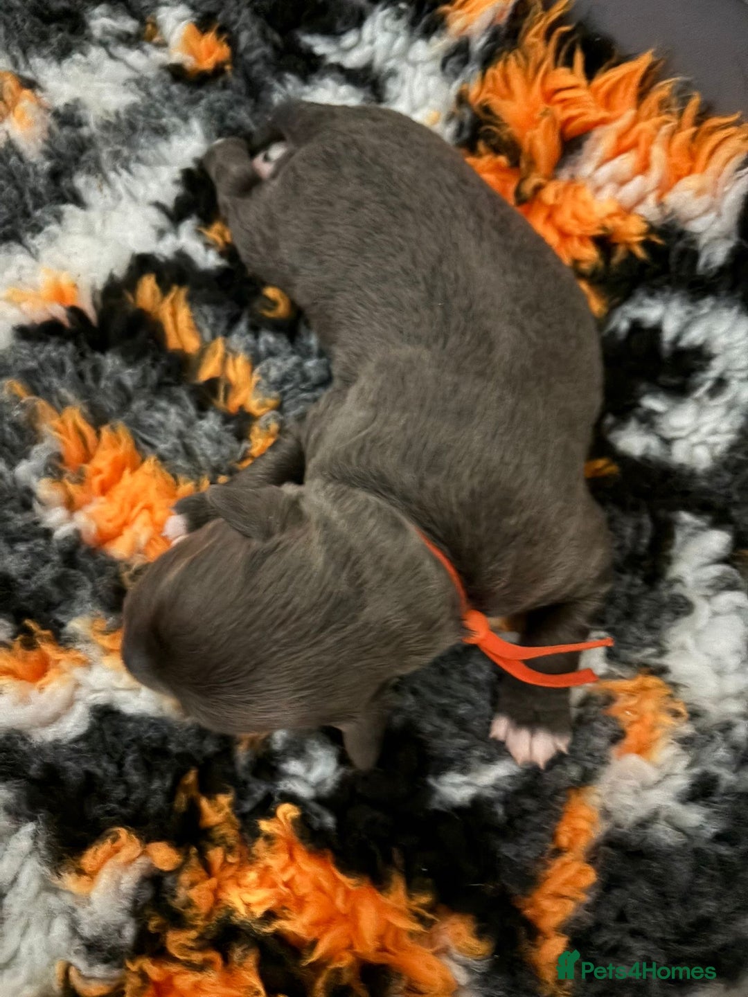 Staffordshire Bull Terrier dogs for sale: Adorable puppies  - Advert 6