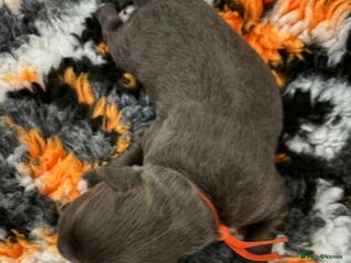 Staffordshire Bull Terrier dogs Adorable puppies - Advert 4