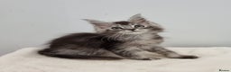 Maine Coon cats for sale: Pedigree Maine Coon Kittens GCCF REGISTERED  - Advert 4