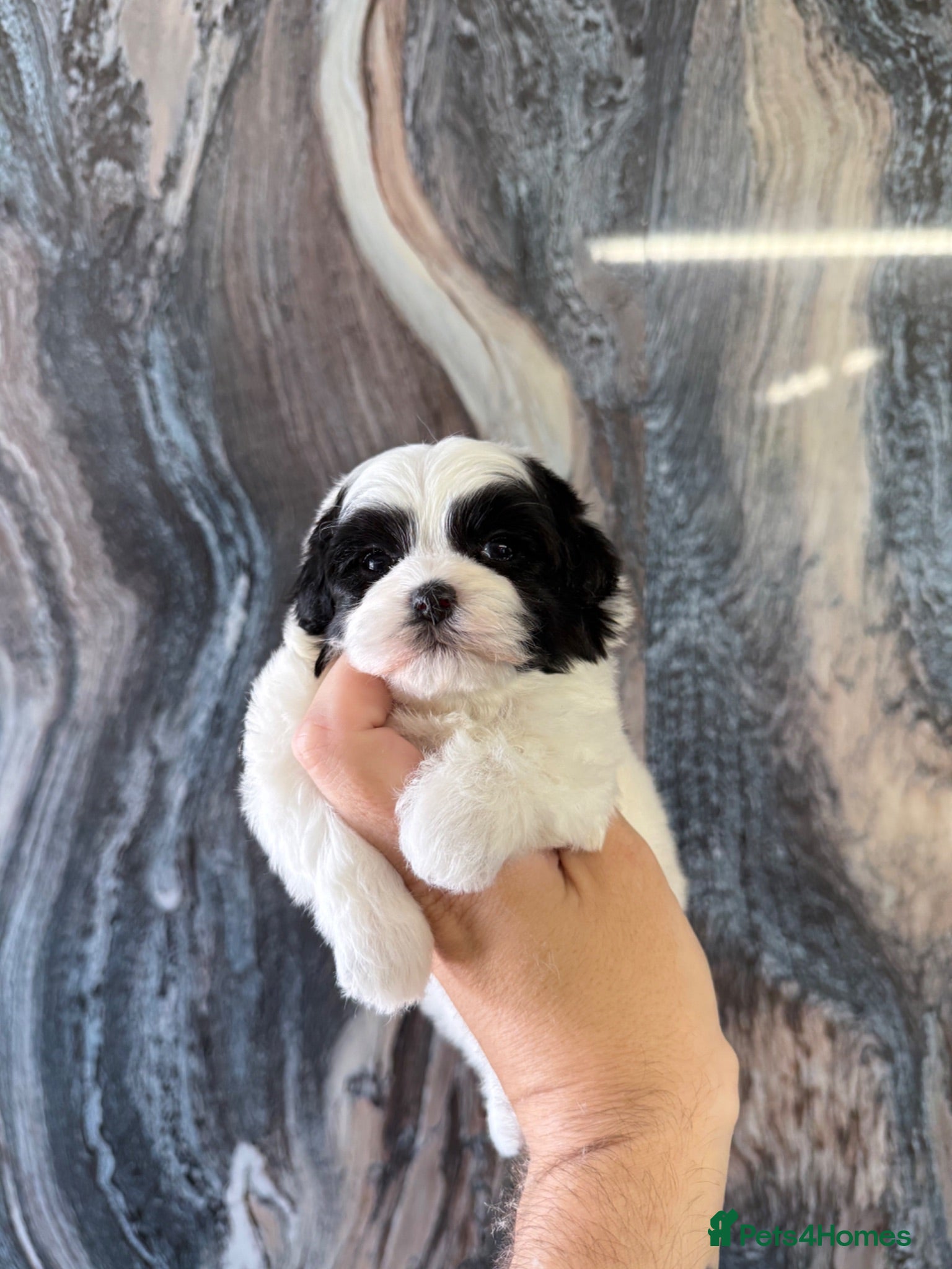 Maltipoo dogs 💎 OUTSTANDING TINY KOREAN MALTIPOOS 💎  - Advert 2