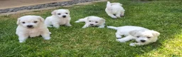 Bichon Frise dogs for sale: Bichon Frise 2 boys 3 girls - Advert 11