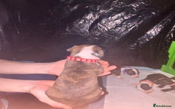 Mixed Breed dogs for sale: American bull staff - Image 8