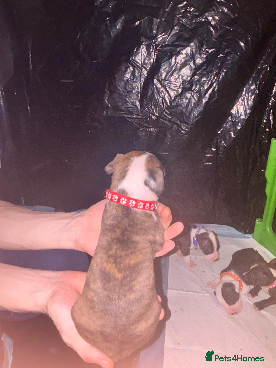 Mixed Breed dogs for sale: American bull staff - Image 8