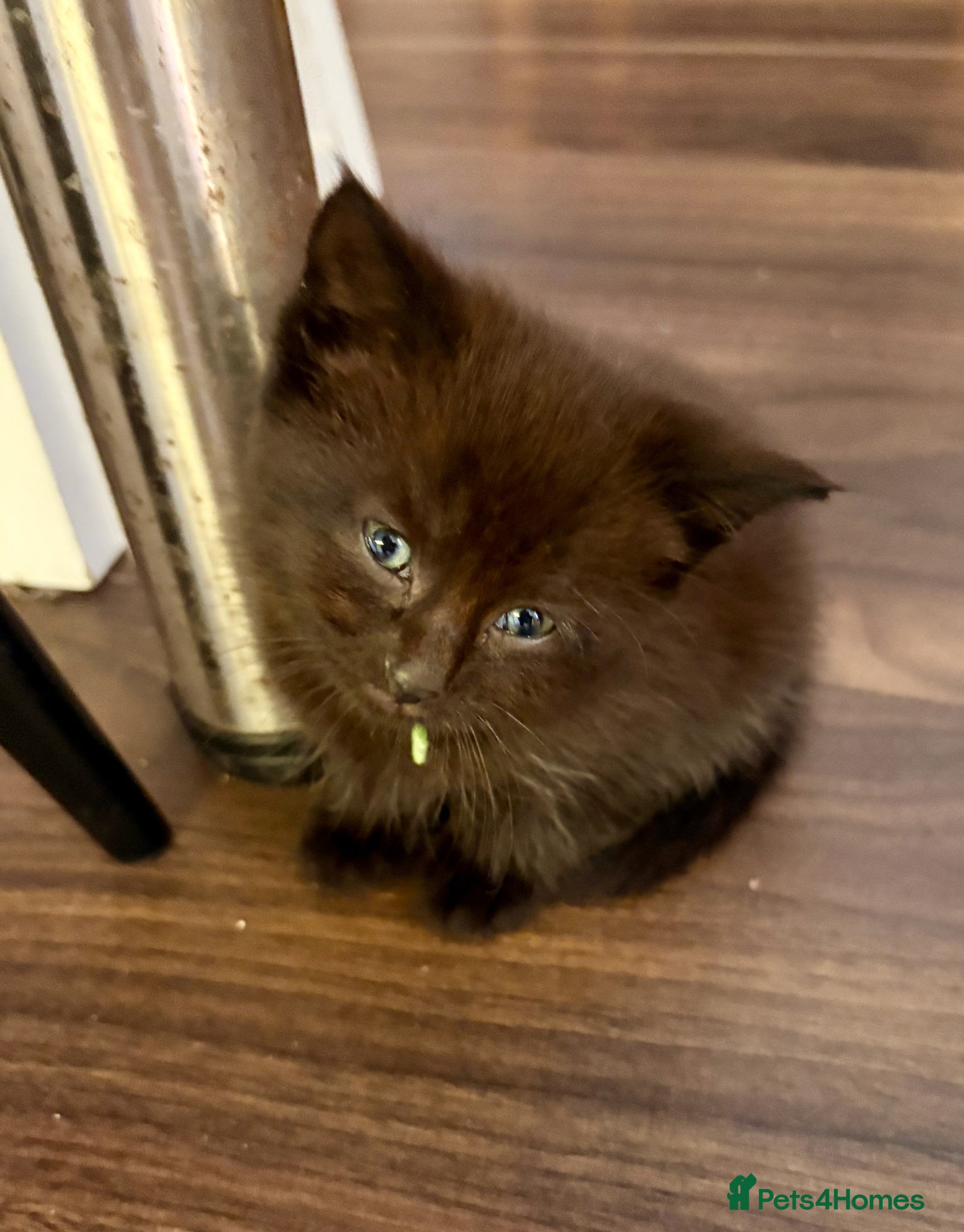 Mixed Breed cats for sale: Beautiful Kittens For Sale - Advert 4