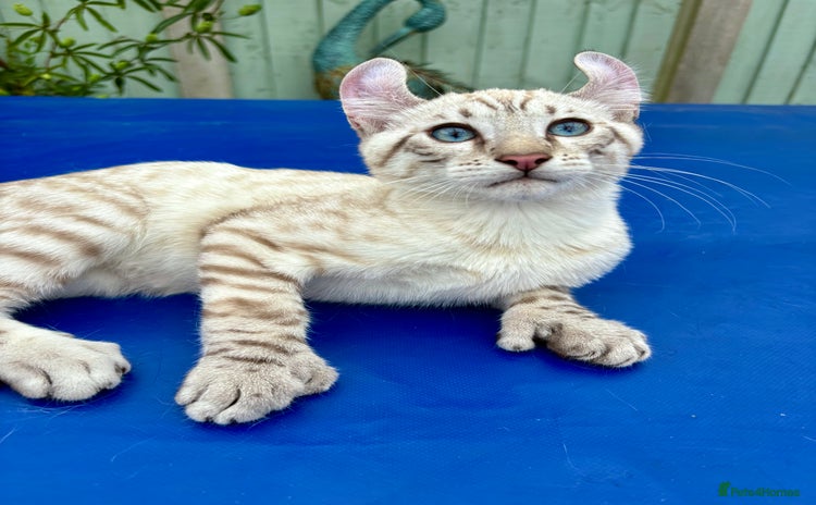 Keetso cats - Advert 1
