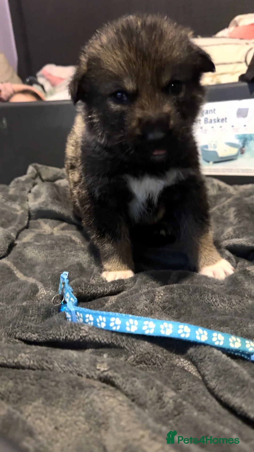 Shepsky dogs for sale: Husky cross German shepherd puppies - Advert 9