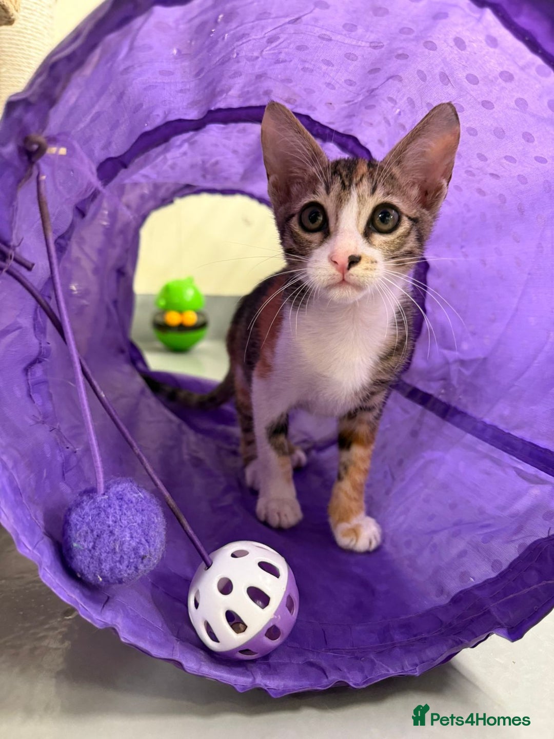 Mixed Breed cats for adoption: SALLY - FUN KITTEN HAPPY WITH OTHER CAT-SPAYED - Advert 6