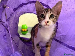 Mixed Breed cats SALLY - FUN KITTEN HAPPY WITH OTHER CAT-SPAYED - Advert 2