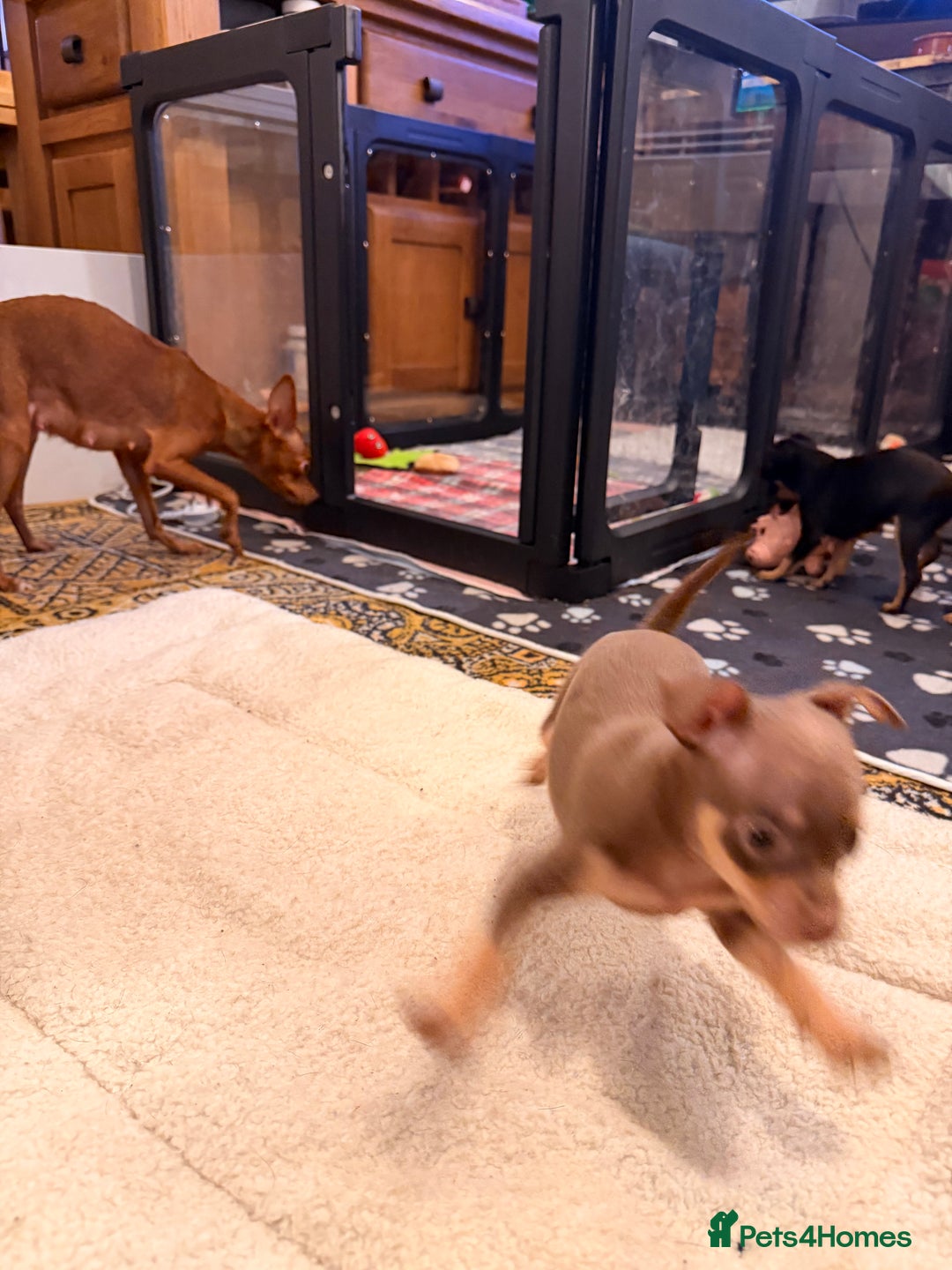 Russian Toy Terrier dogs for sale: Cutest little friend for life  - Advert 30