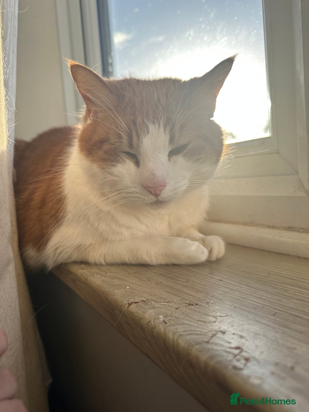 Domestic Shorthair cats for sale: Momie the Foodie - Advert 25