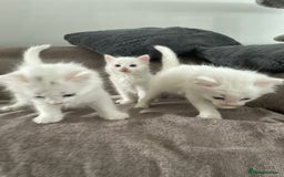 British Shorthair cats for sale: White SHD Kittens for sale - Image 3