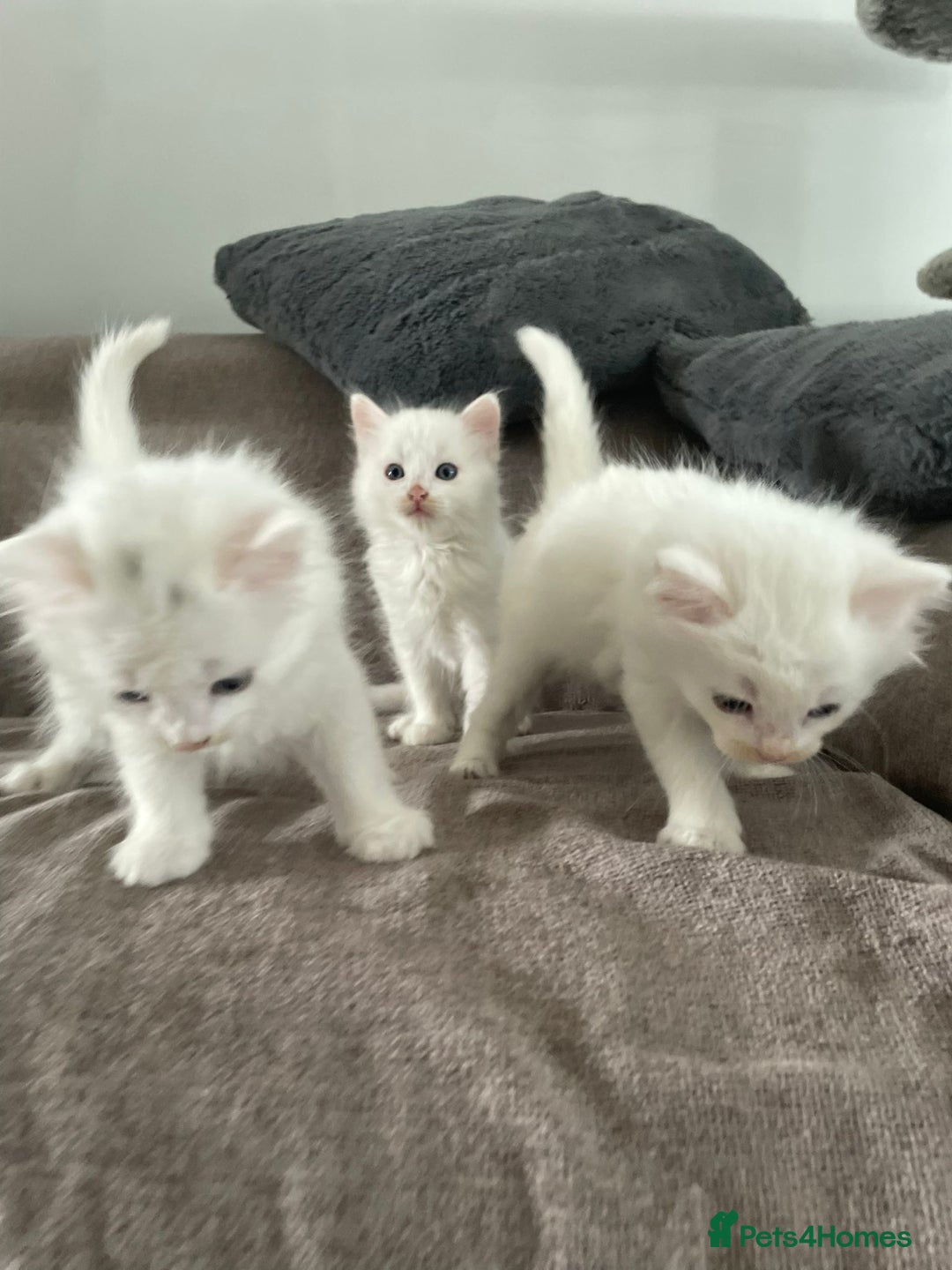British Shorthair cats for sale: White SHD Kittens for sale - Image 3