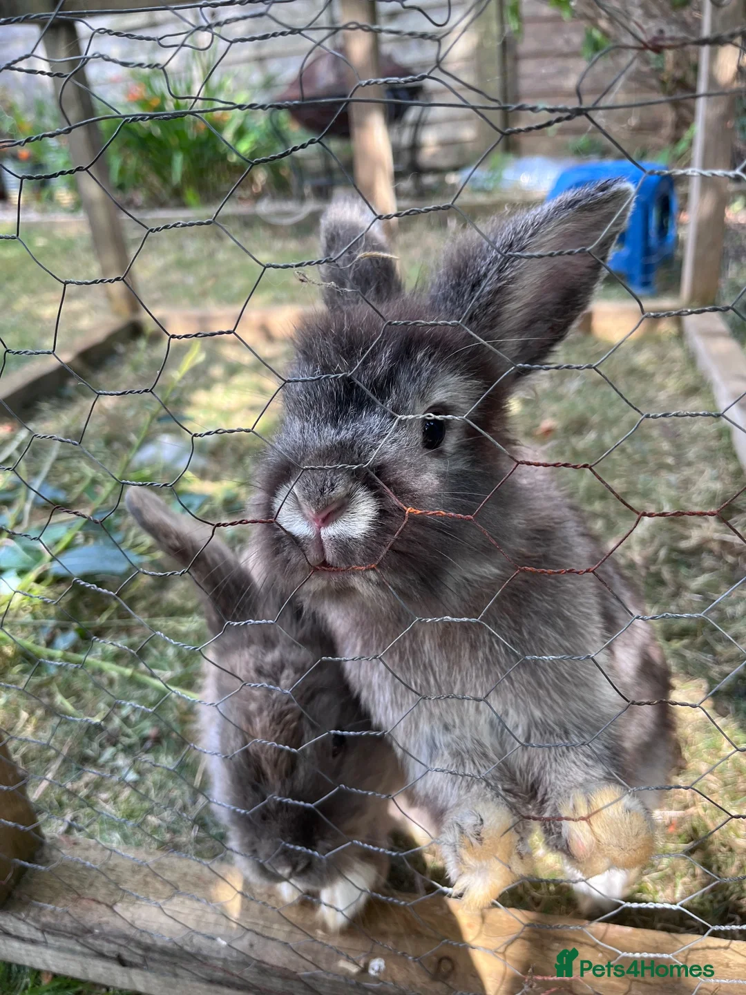 Mixed Breed rabbits for sale: Mixed lion lops  - Advert 2