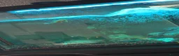 Plecos fish for sale: Male and female  in Hull - Advert 1