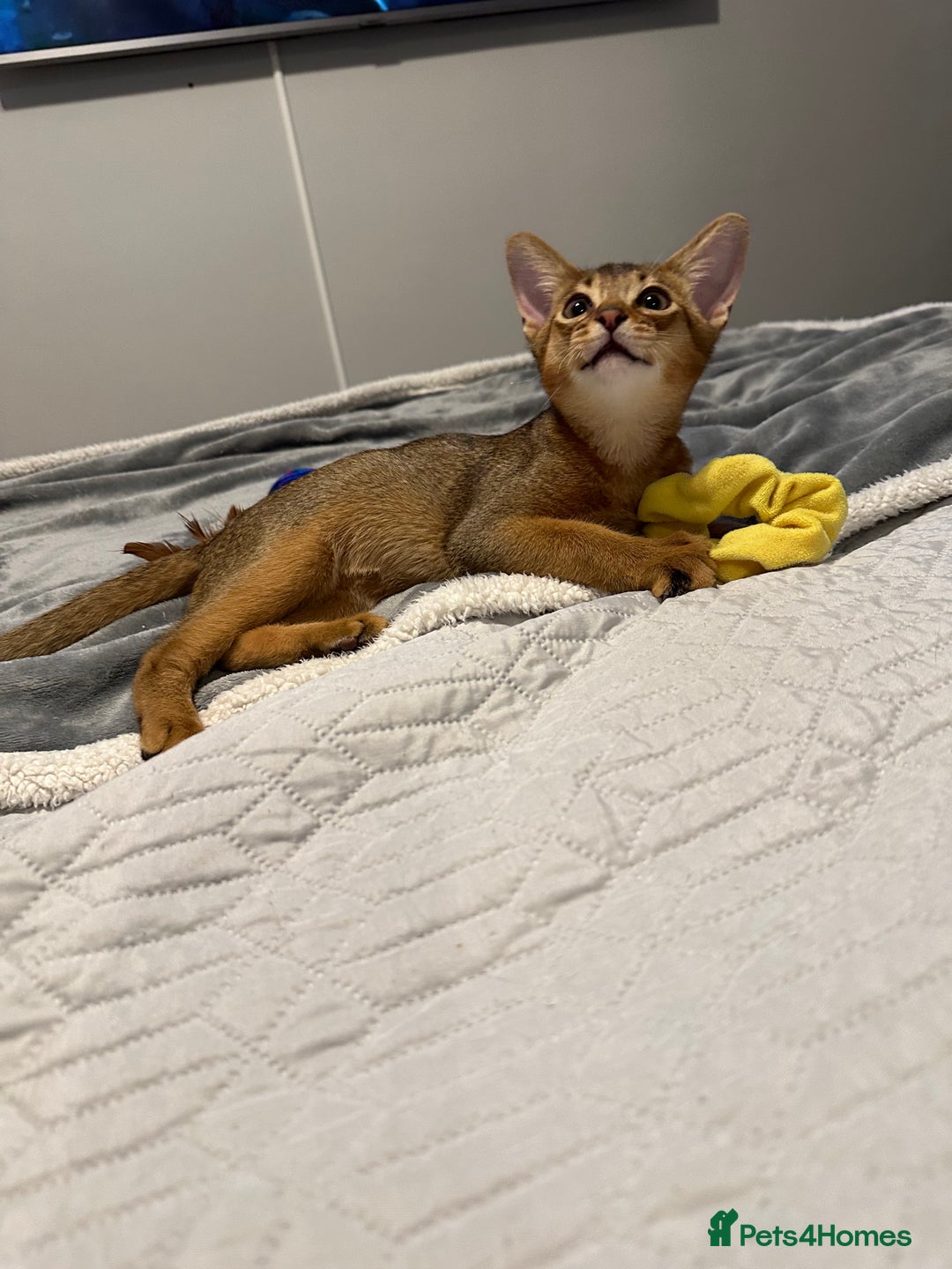 Abyssinian cats for sale: Pedigree Abyssinian kittens  - Advert 22