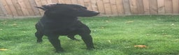 Labrador Retriever dogs for stud: Kc black Labrador for stud  in Ripley - Advert 3