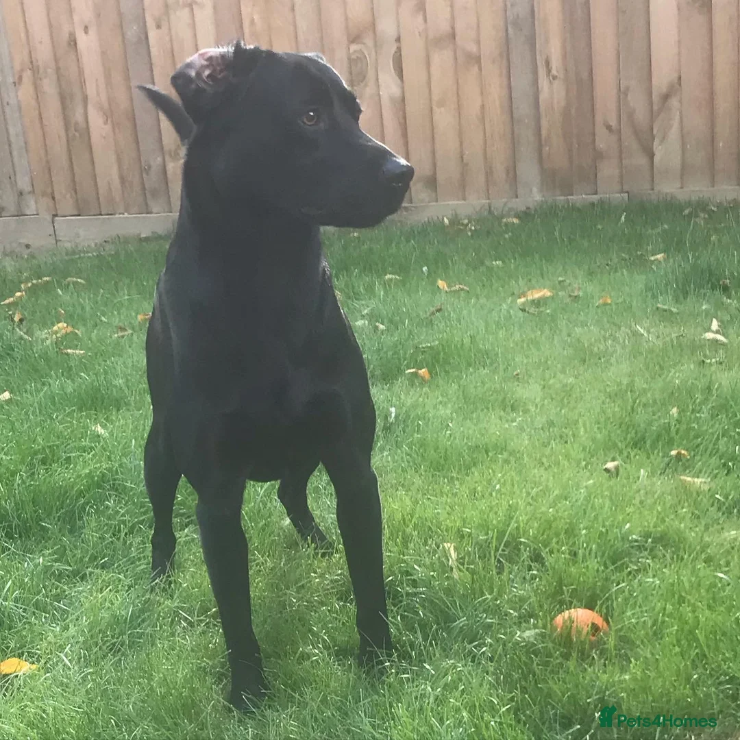 Labrador Retriever dogs for stud: Kc black Labrador for stud  - Advert 1