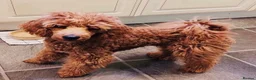 Cockapoo dogs for sale: Stunning cockapoos looking for forever homes - Advert 14
