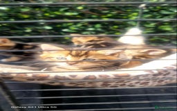 Bengal cats for sale: Manecoon x bengal kittens mink & grey  - Image 11
