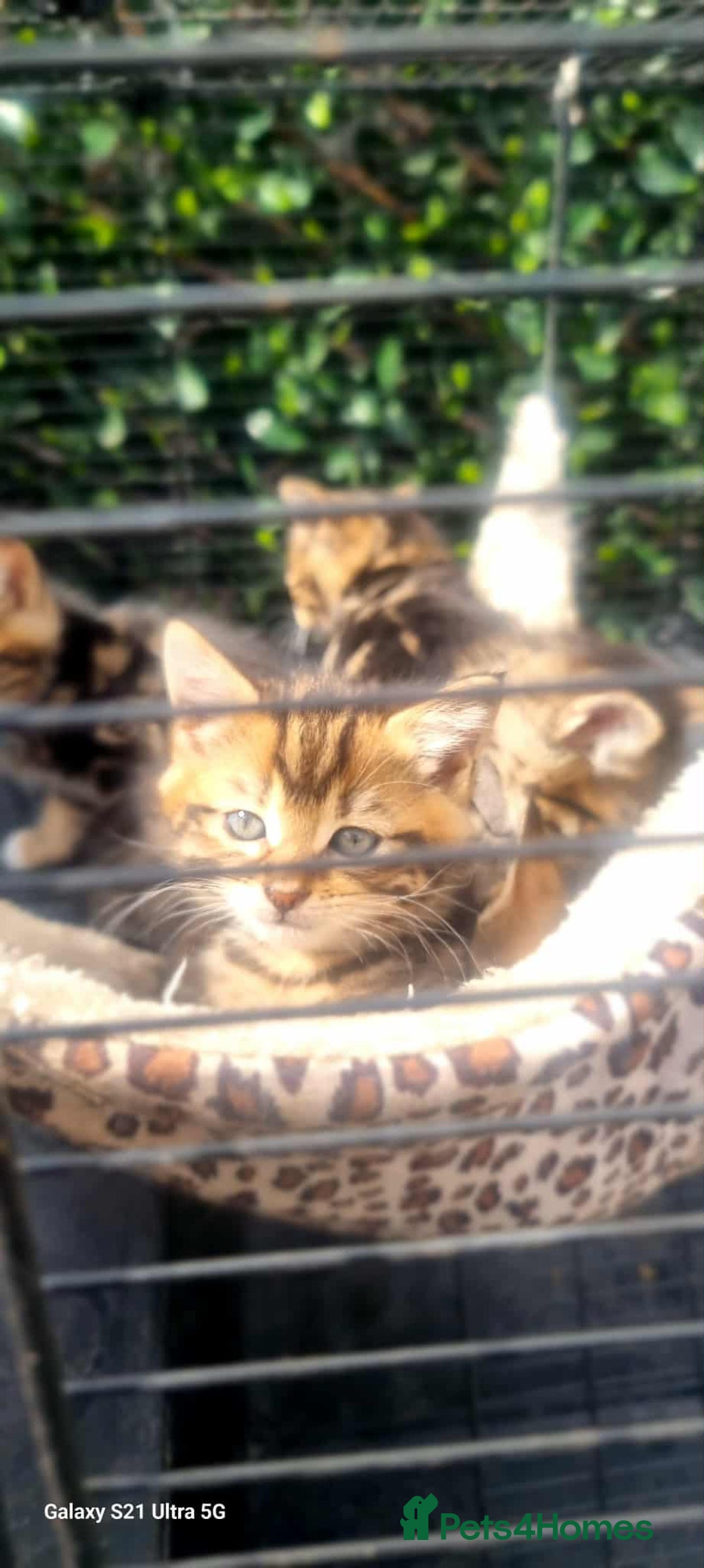 Bengal cats for sale: Manecoon x bengal kittens mink & grey  - Image 11