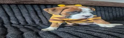 Boxer dogs for sale: Stunning boxer puppies  - Advert 7