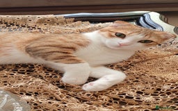 Scottish Fold cats for adoption: [Indoors Only] Oliver - A lovely & cuddly boy - Image 7