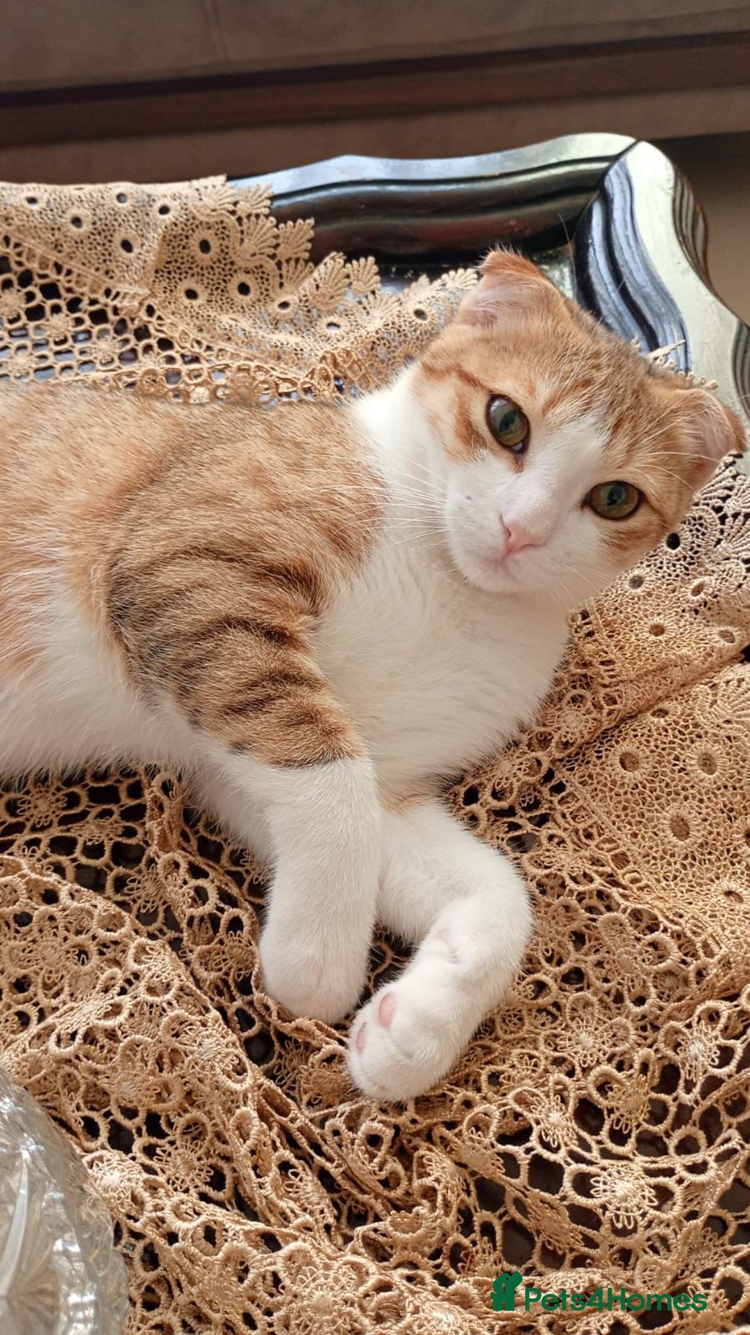 Scottish Fold cats for adoption: [Indoors Only] Oliver - A lovely & cuddly boy - Image 7