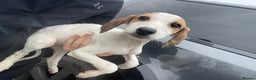 Mixed Breed dogs for sale: Pure saluki-greyhound puppies  - Advert 3