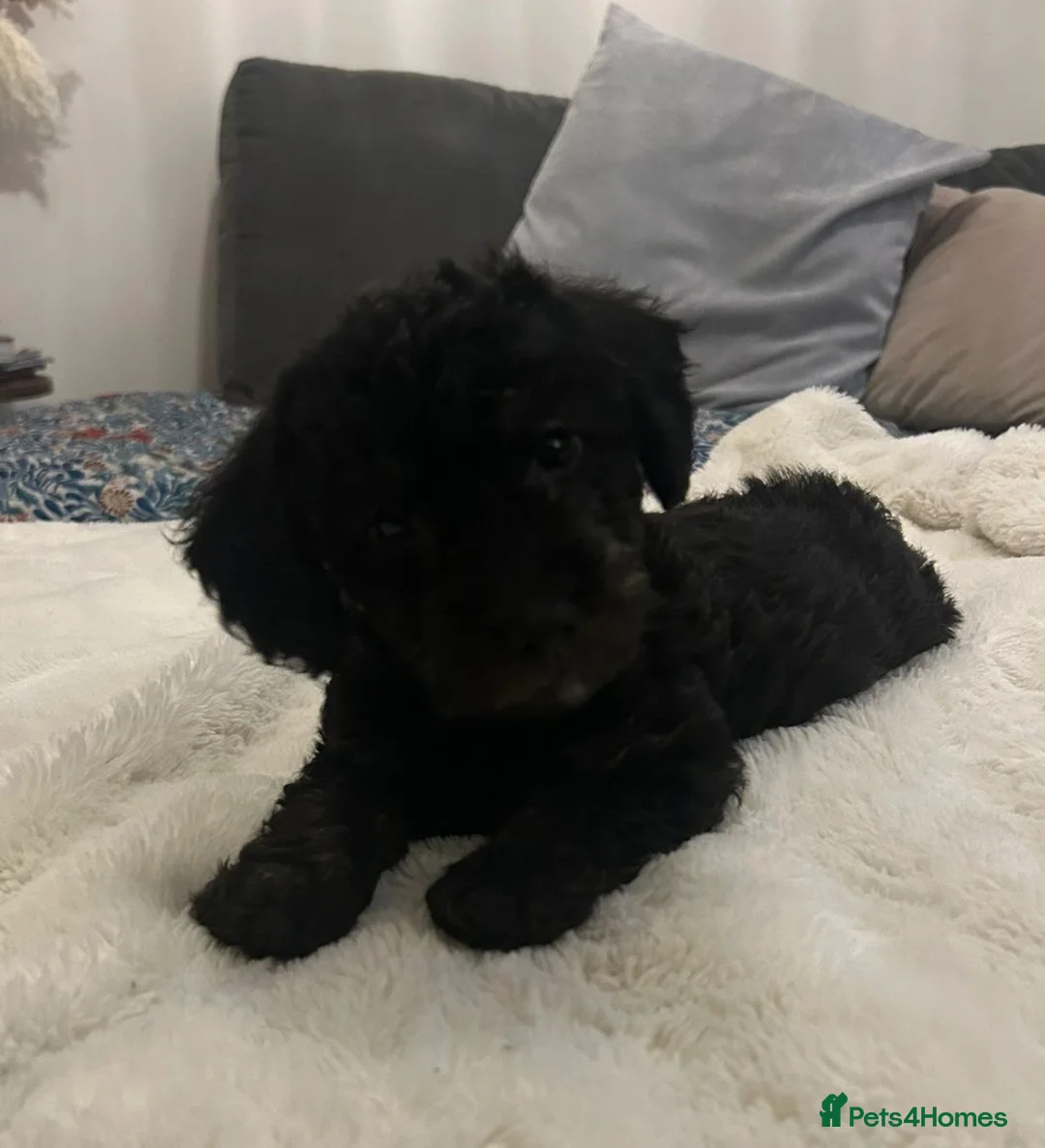 Jackapoo dogs for sale: Jackapoo puppies - Advert 26