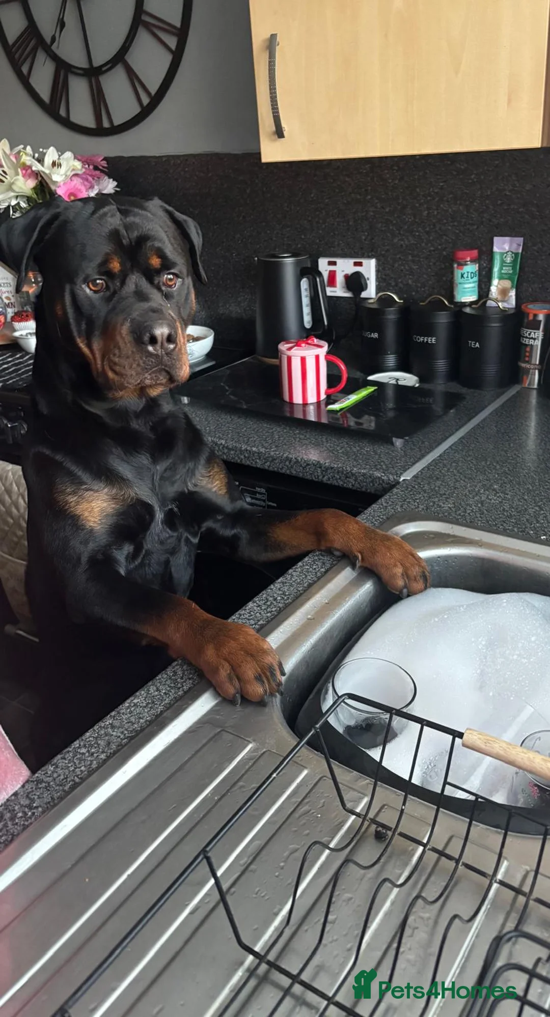 Rottweiler dogs for stud: 🐾 Rottweiler Stud Available 🐾 - Advert 9