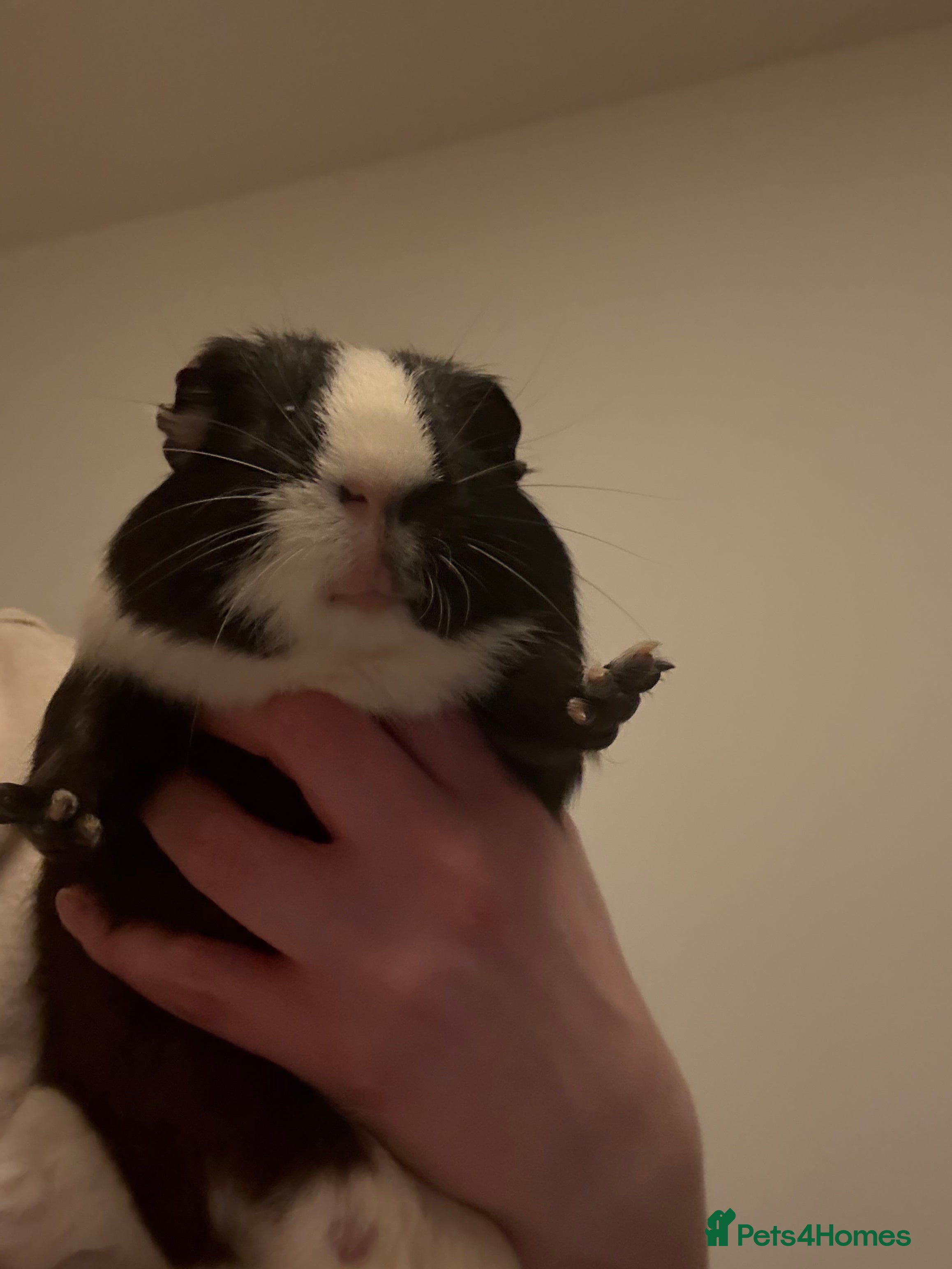 Guinea Pig rodents Guinea pig  - Advert 6