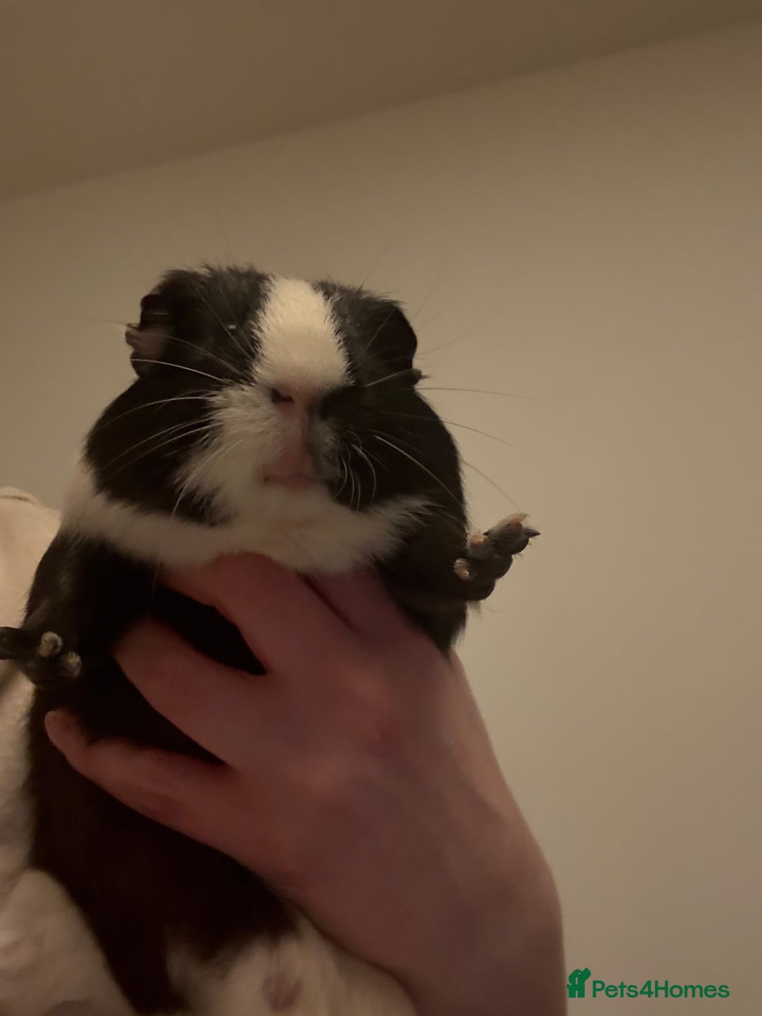 Guinea Pig rodents for sale: Guinea pig  - Advert 1