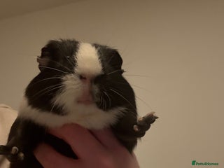 Guinea Pig rodents Guinea pig - Advert 6