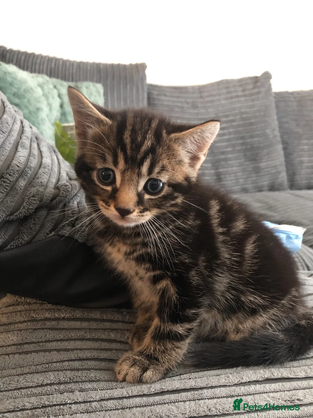 Mixed Breed cats for sale: Kittens looking for lovely home  - Advert 2