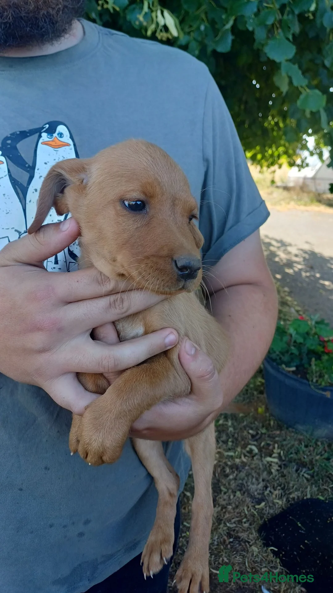 Springador dogs for sale: Fox Red and Black Springador Pups - Advert 2