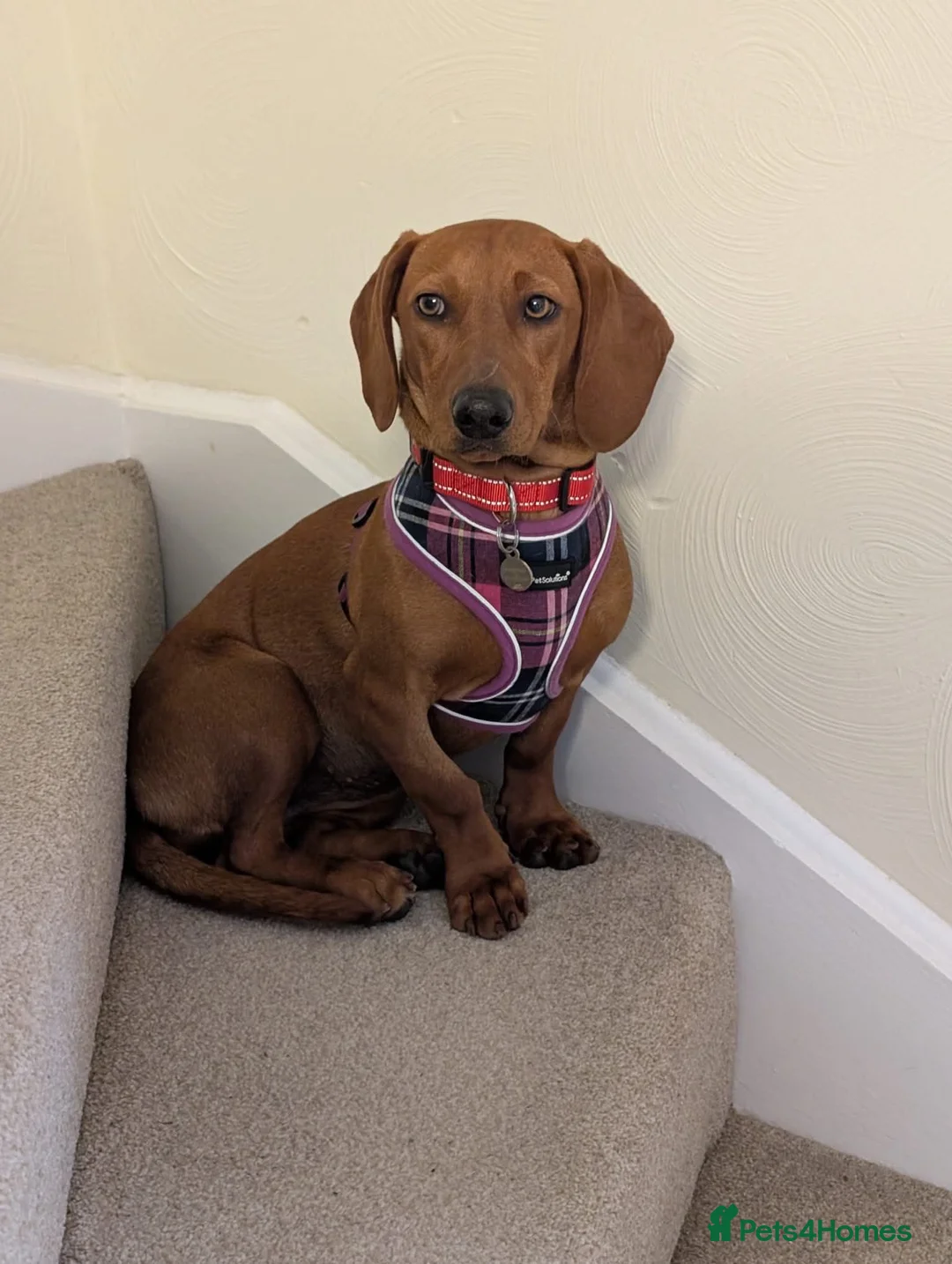Mixed Breed dogs for adoption: Beautiful Bianca looking for love - Advert 2