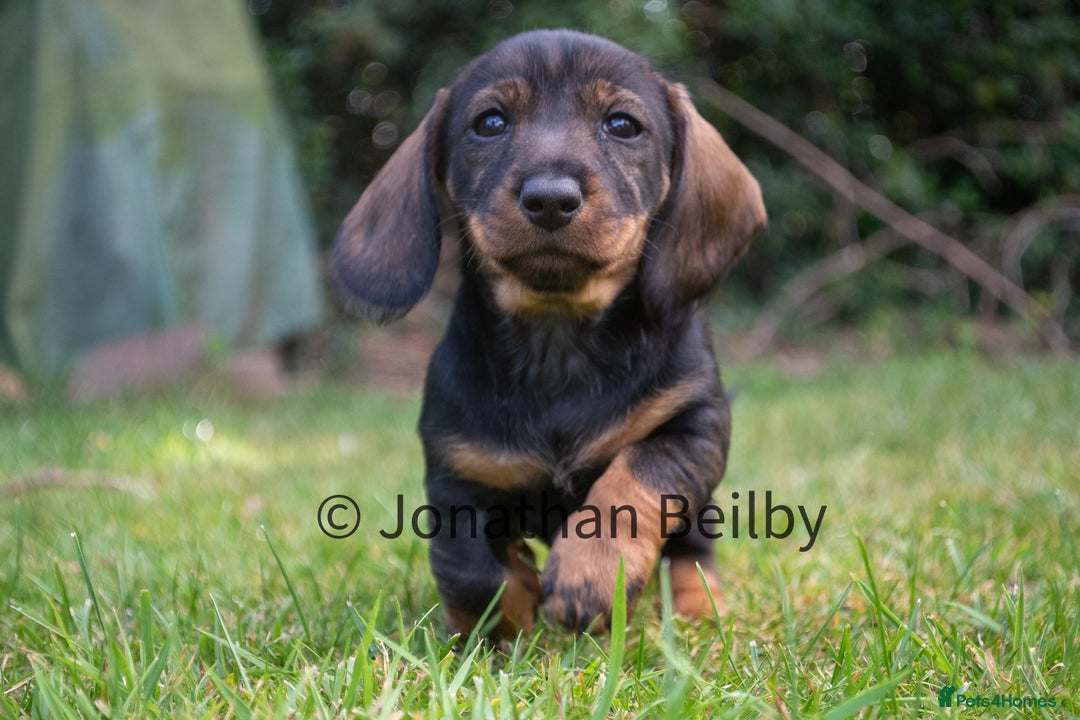 Dachshund dogs for sale: KC Standard Wire-haired Dachshund puppies - Image 7